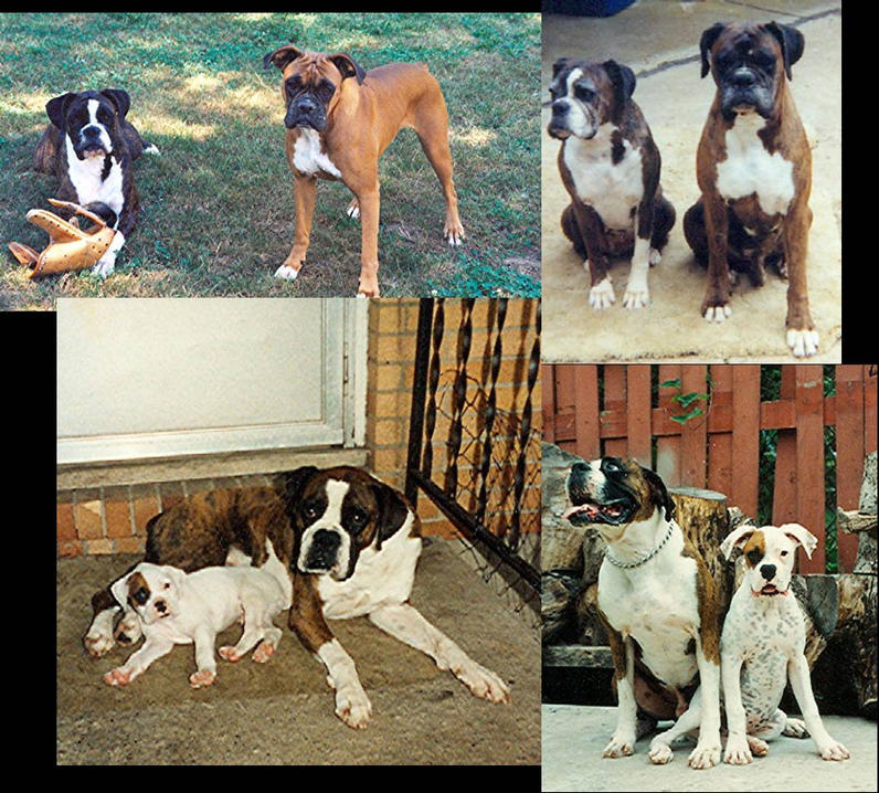 Client wanted paintings of her favorite pets, but all together in a row.