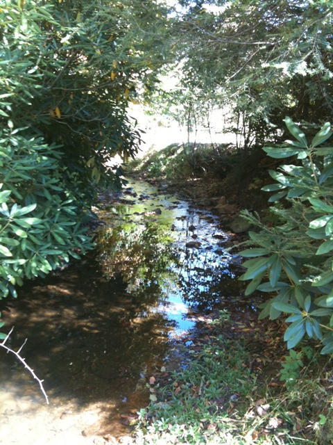 We have a picturesque creek the runs through the valley on the farm. It is home to all kinds of wild life. 
