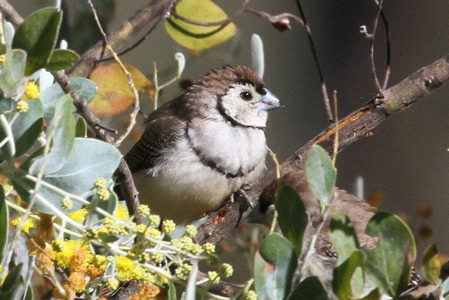 Double-barred Finch