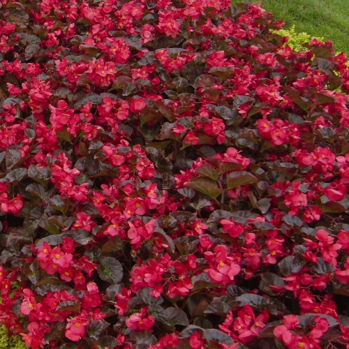 Begonia Big Red Bronze Leaf