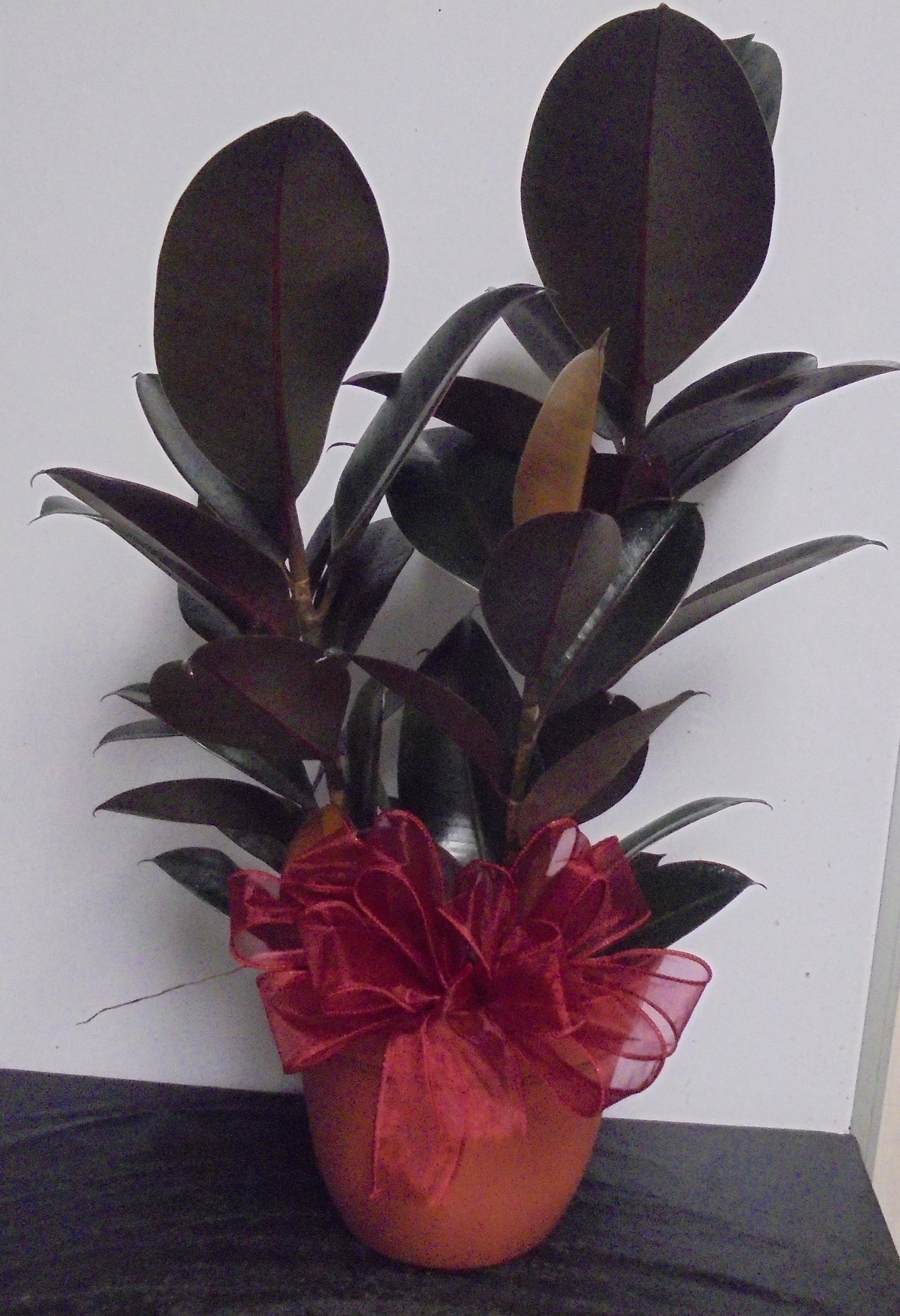 (4)  Rubber Plant
$35.00
