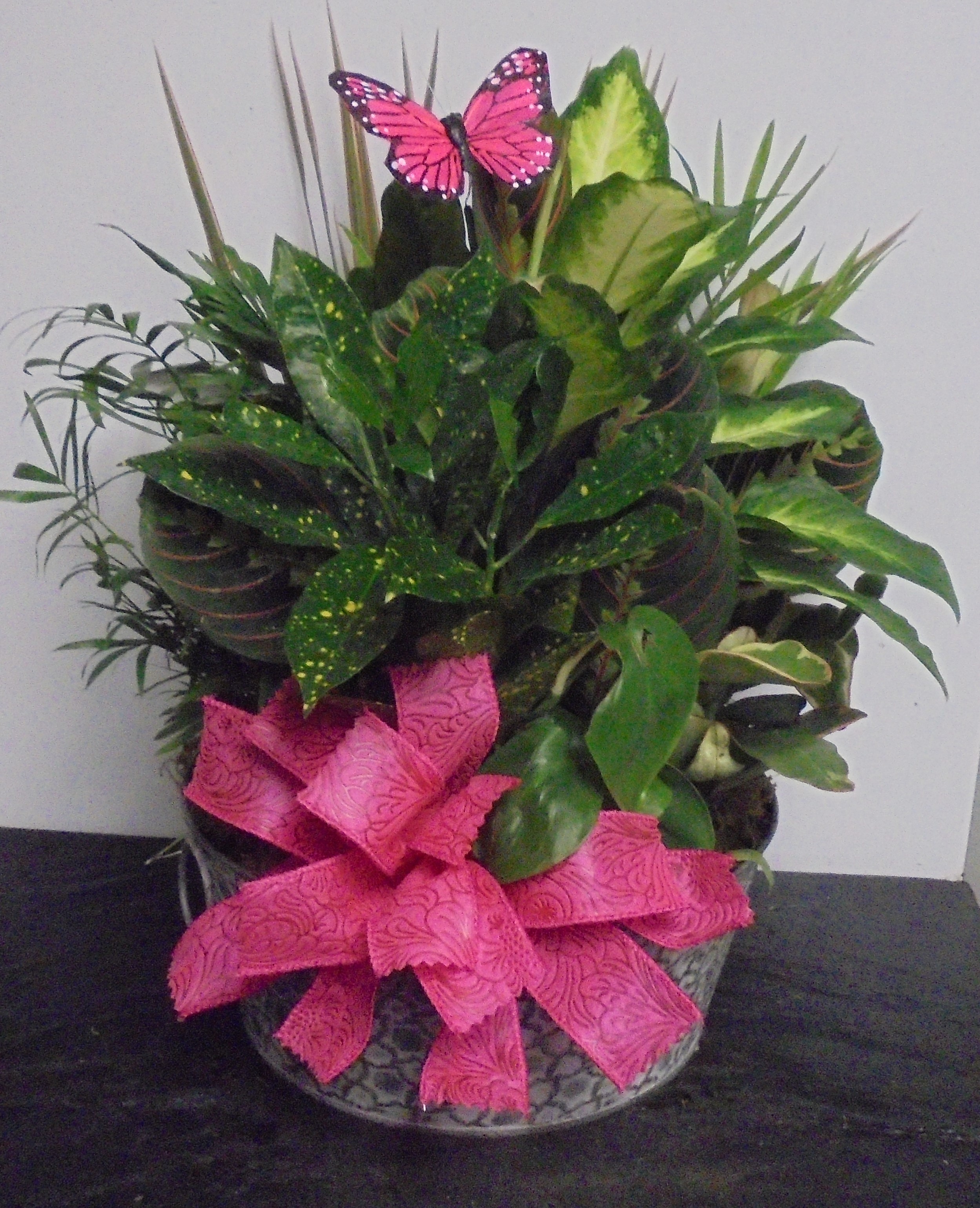 (SORRY OUT OF STOCK!!)
 (6)  Dish-Garden Plant
With Butterfly
$75.00