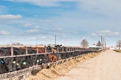 Cattle At Feed Bunk