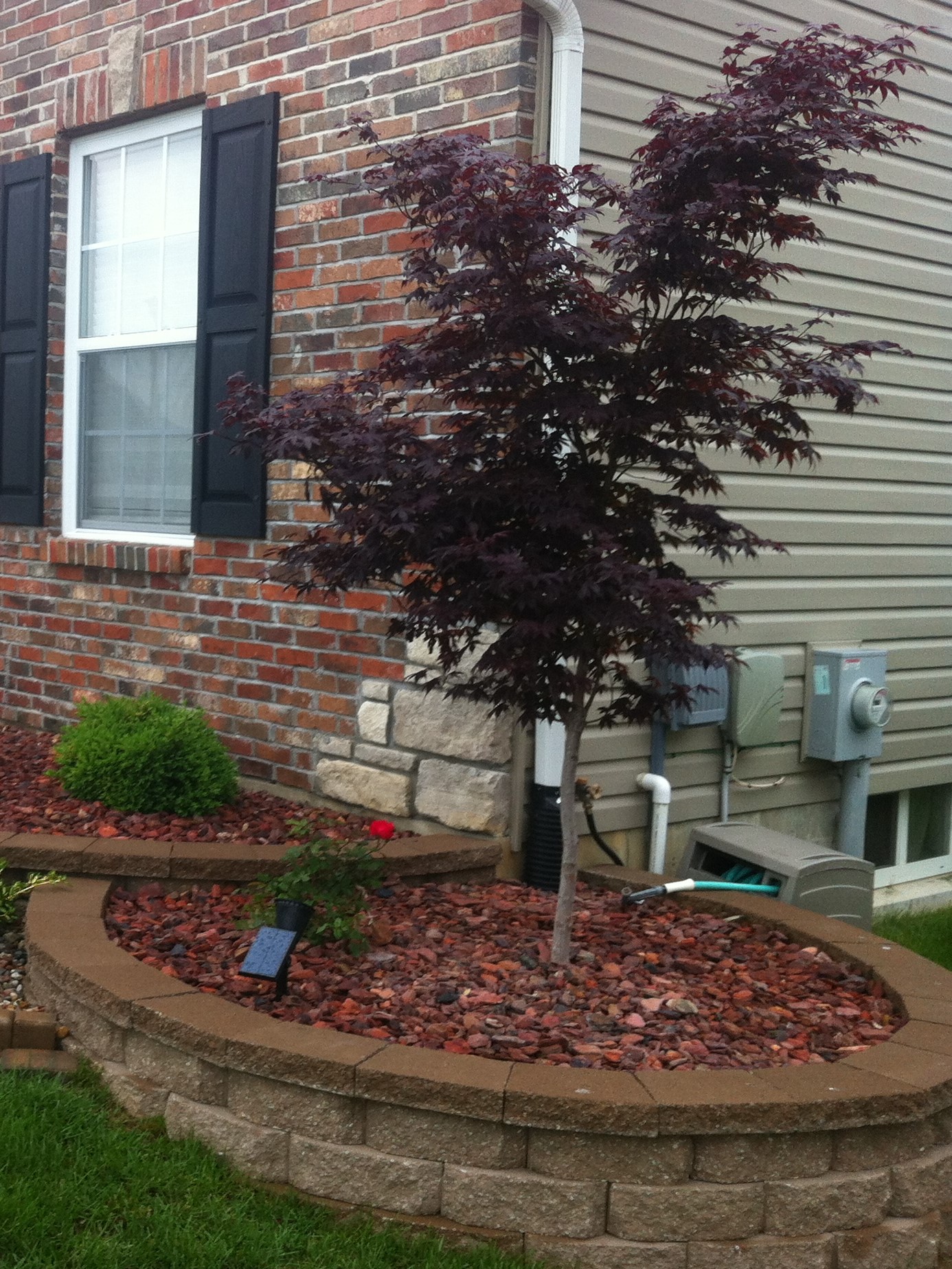 https://0201.nccdn.net/1_2/000/000/135/81a/bloodgood-japanese-maple.jpg