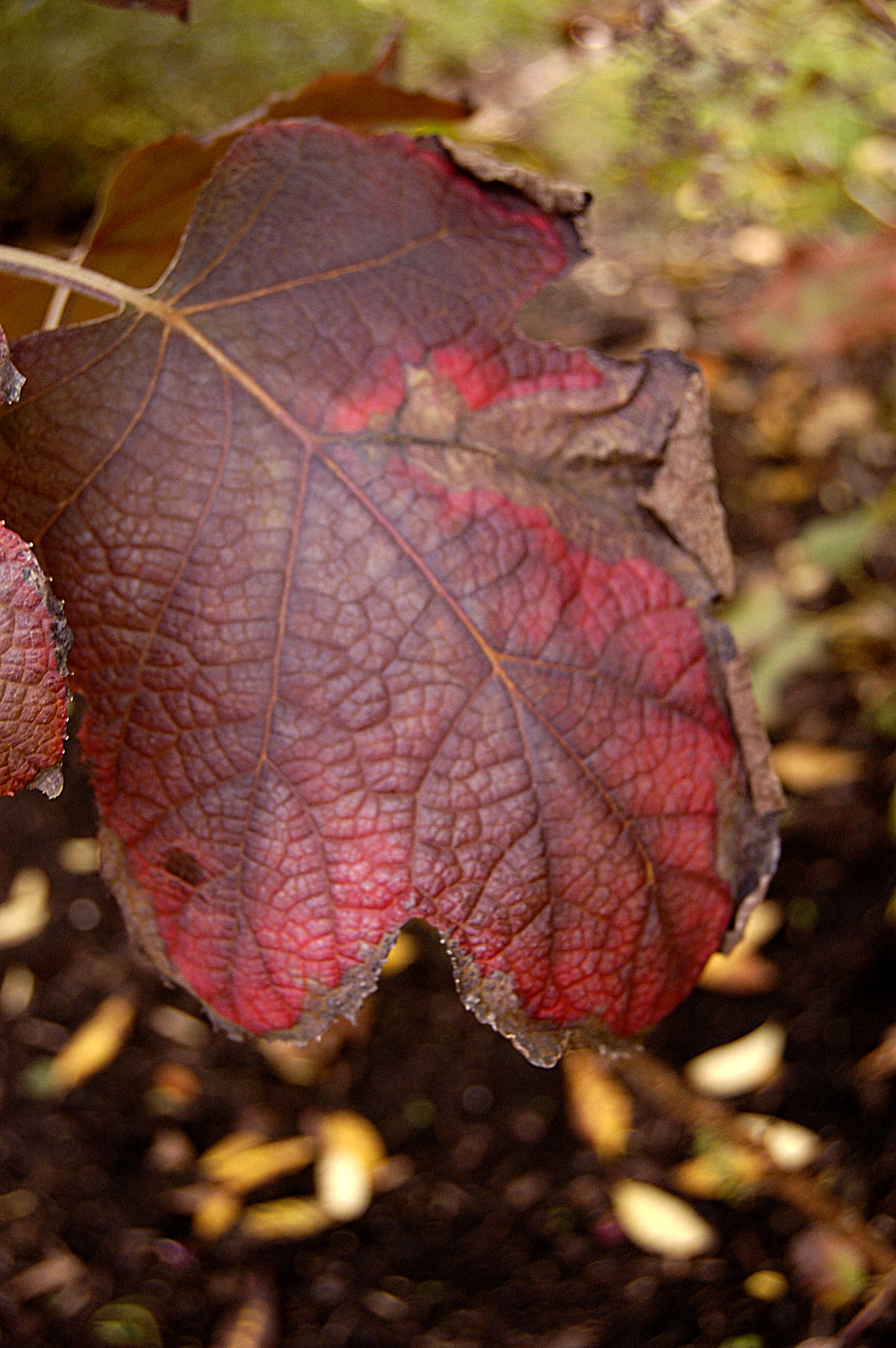 Fall Colors 7016