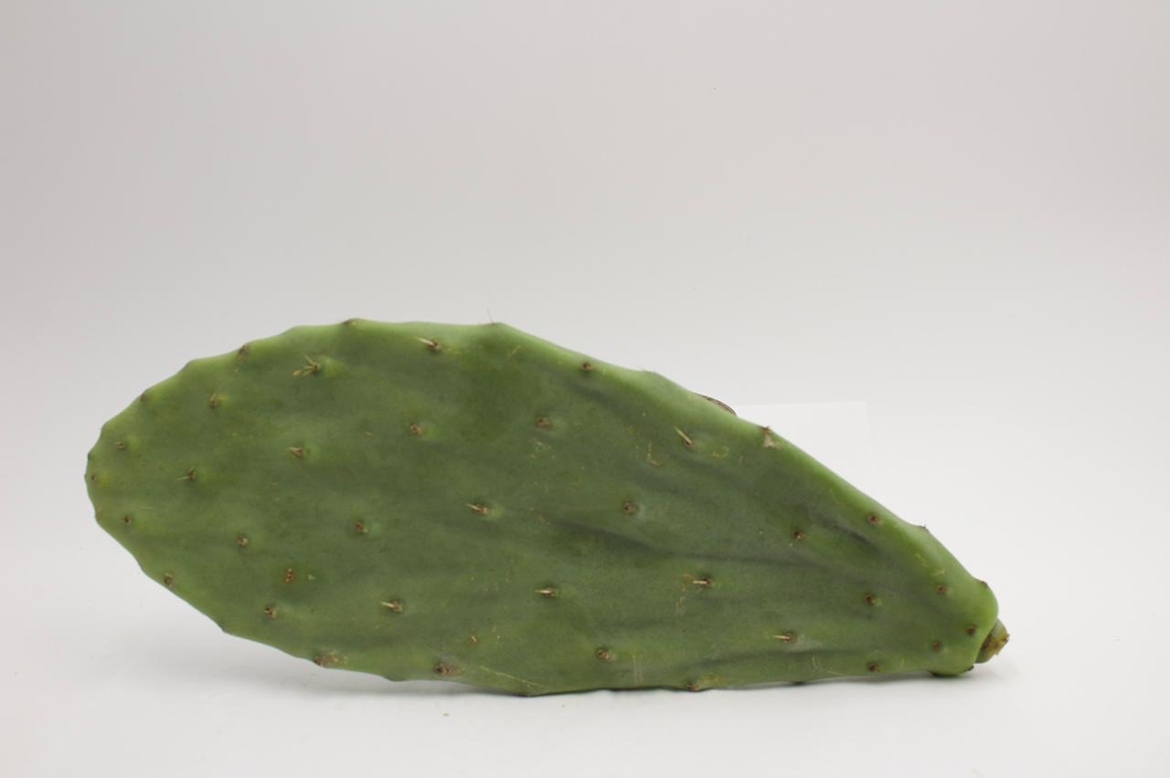 NOPAL