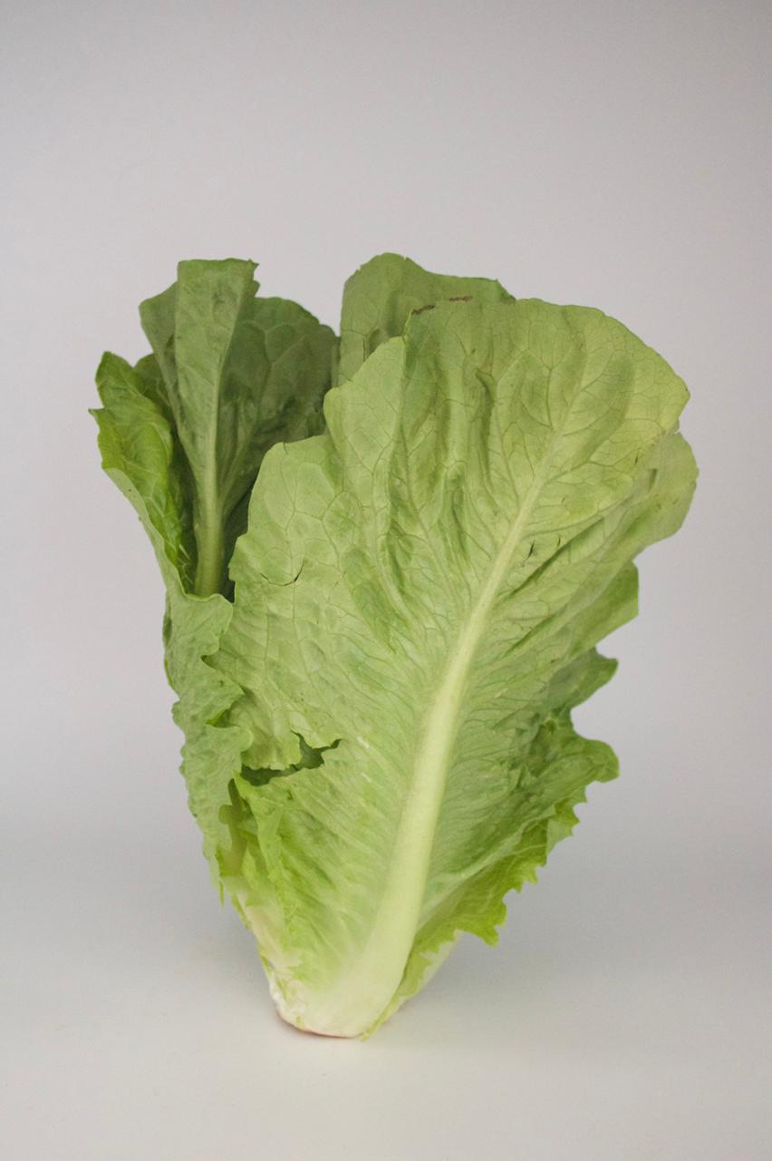 LECHUGA ROMANA