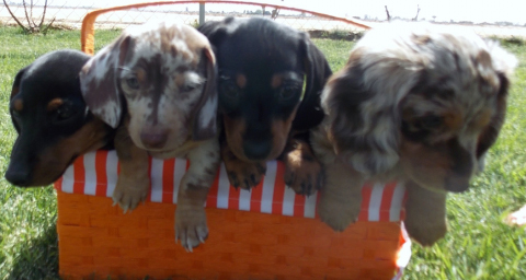 three dachshund puppies