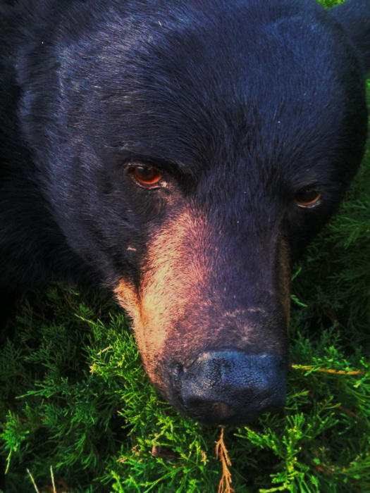 this-bear-killed-the-hunters-dog