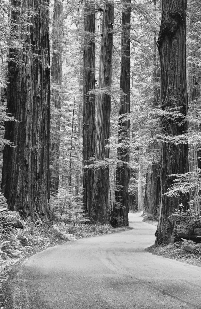 Humboldt Forest Road