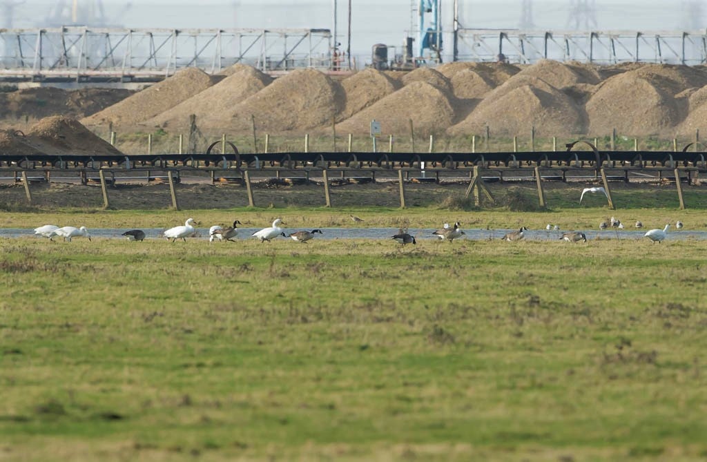 Bewick's Feeding.