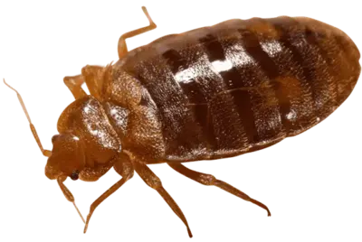 adult bed bug