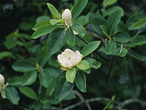 Evergreen Sweetbay Magnolia