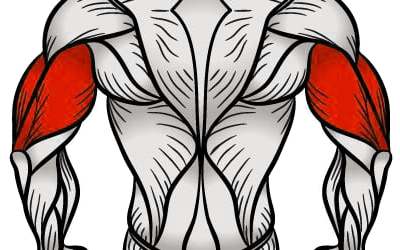 Triceps Exercises
