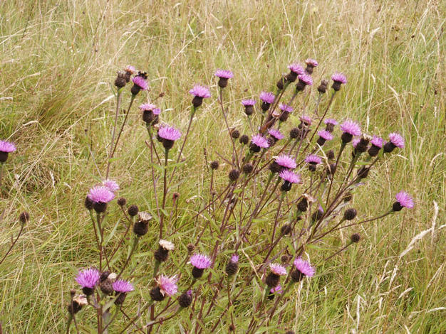 Thistle family