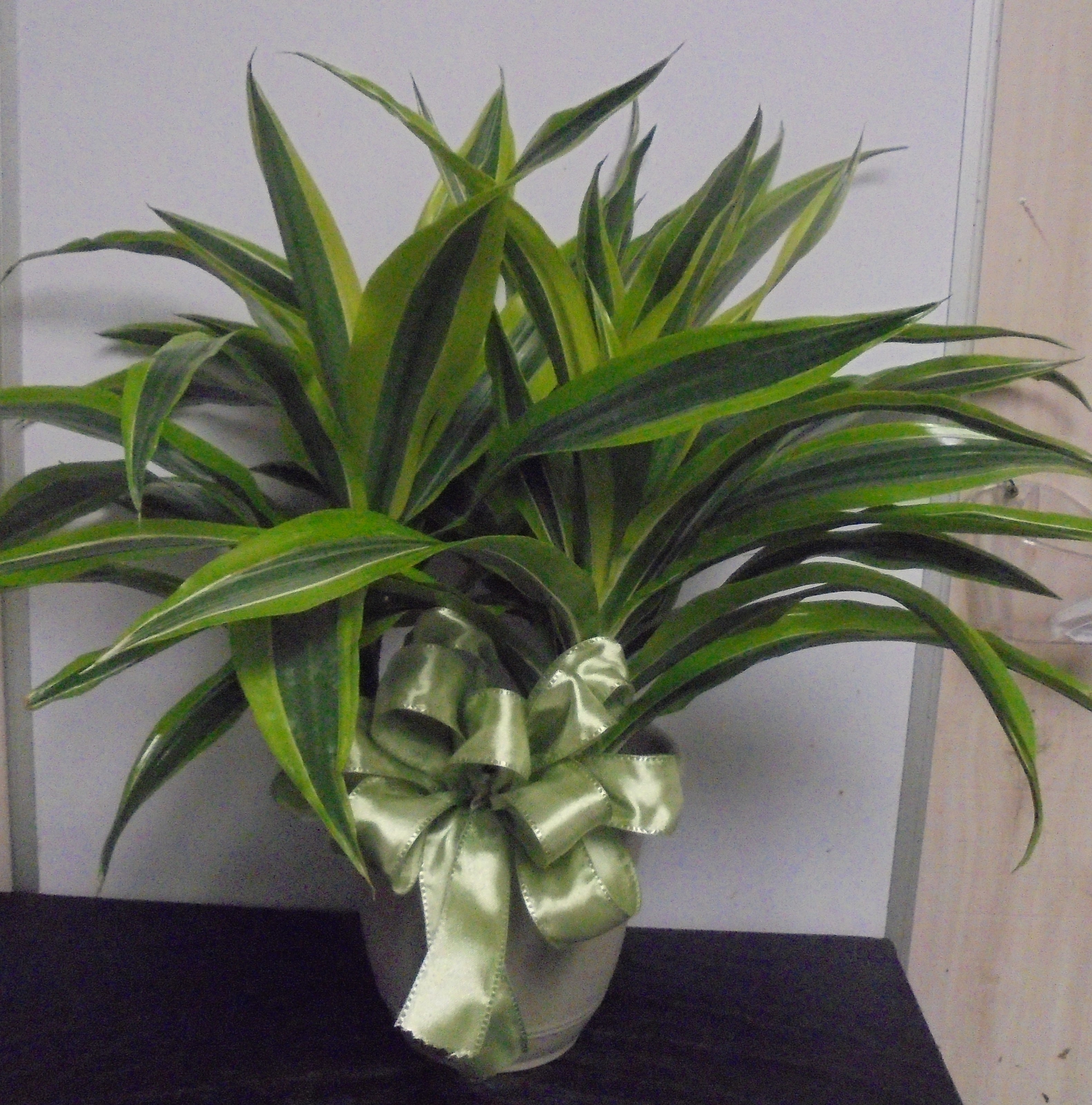 (5A) "Lemon-Lime" Plant
$45.00