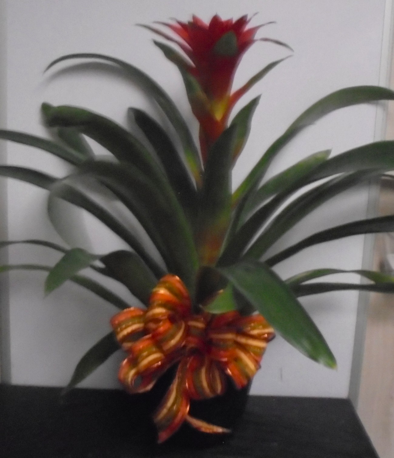 (19) "Orange" Bromeliad Plant
$65.00