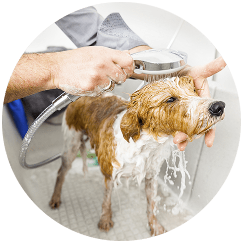 Bathing A Cute Dog