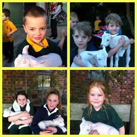 Photo: Kids get to meet the orphaned twin lambs at Devon Meadows Primary School.