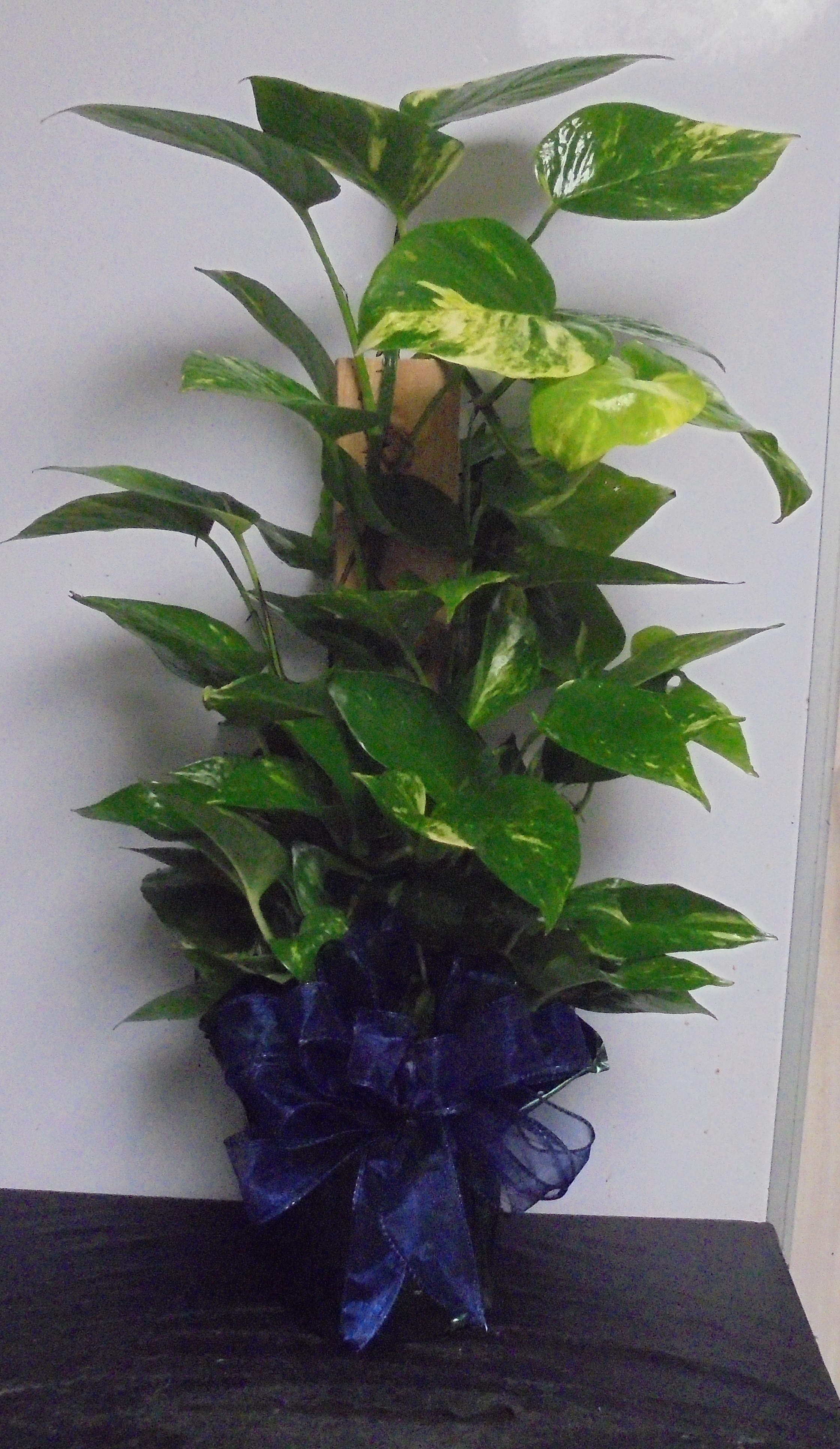 (SORRY OUT OF STOCK!!)
(15) "Totem-Pole" Plant
$40.00