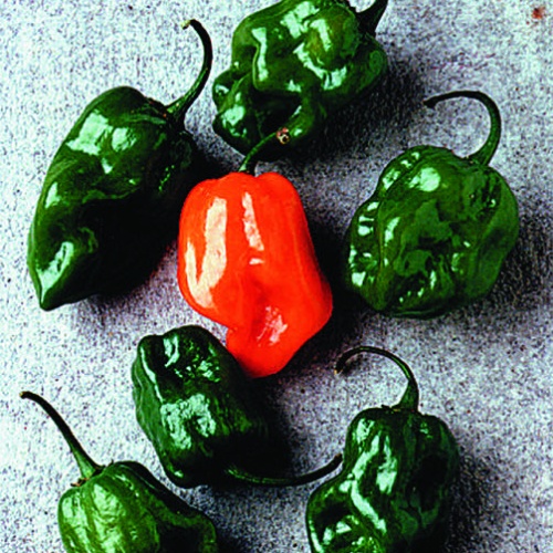 Pepper Habanero Pepper Habanero