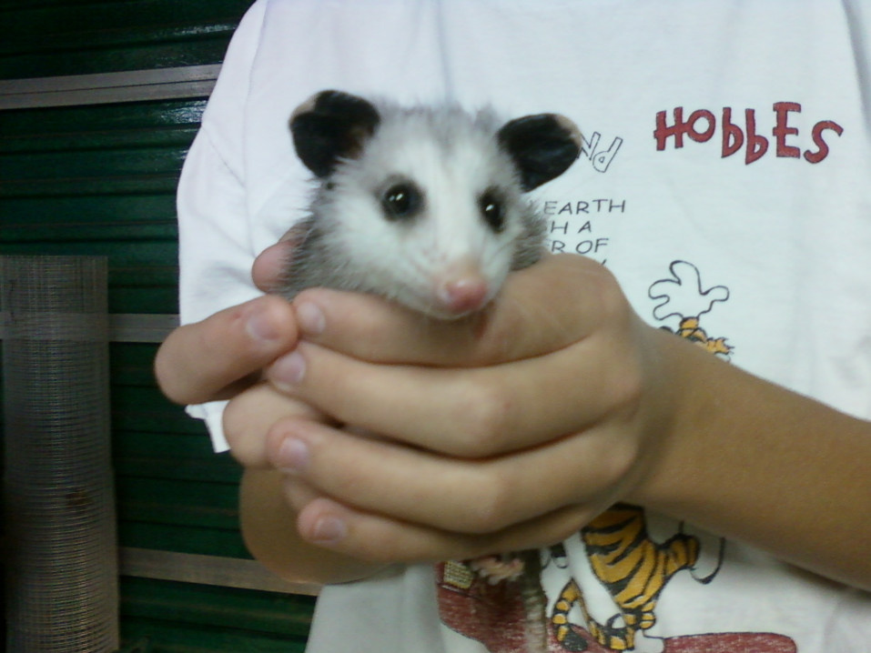 "Emile"baby Opossum