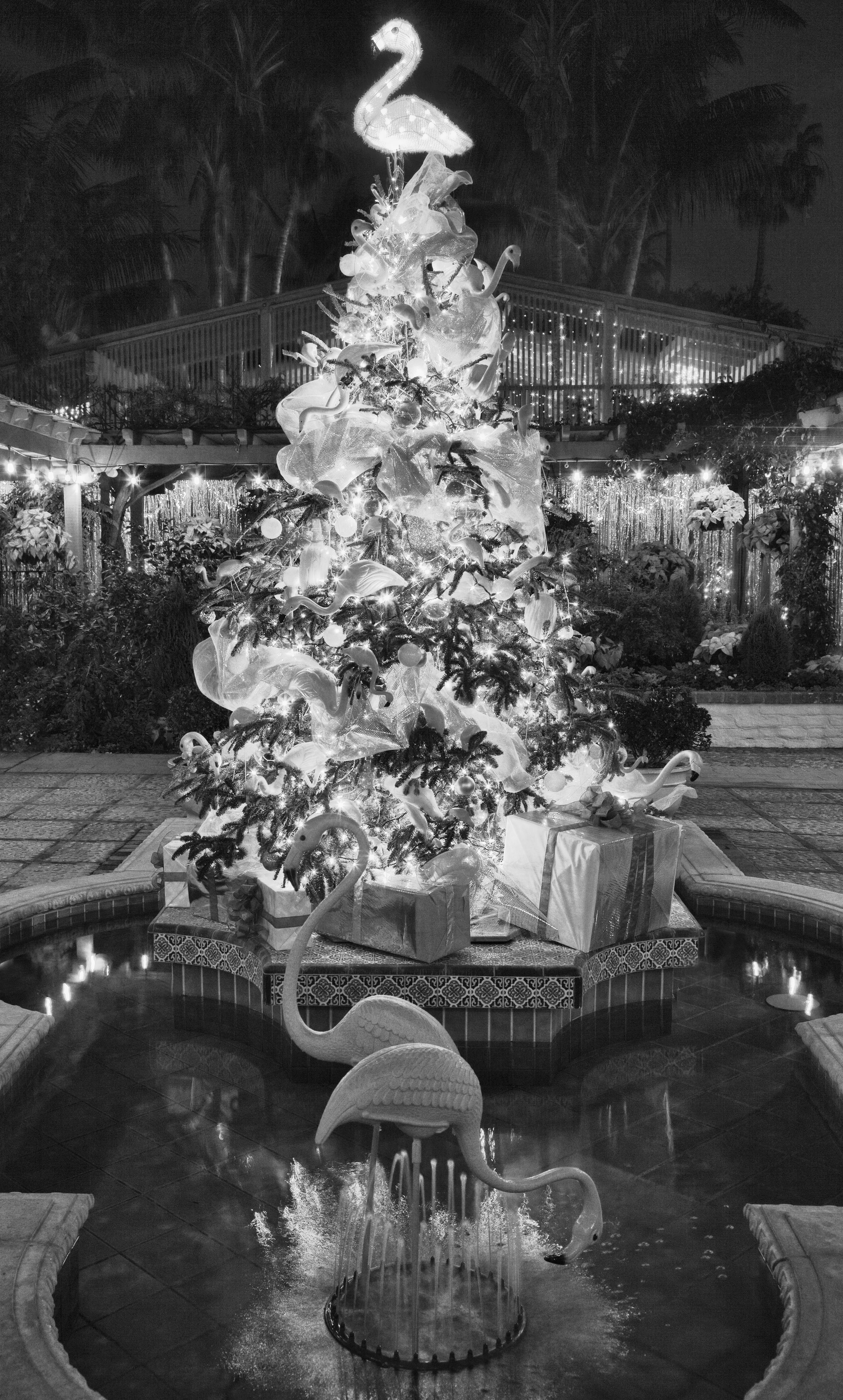 Sherman Gardens Flamingos