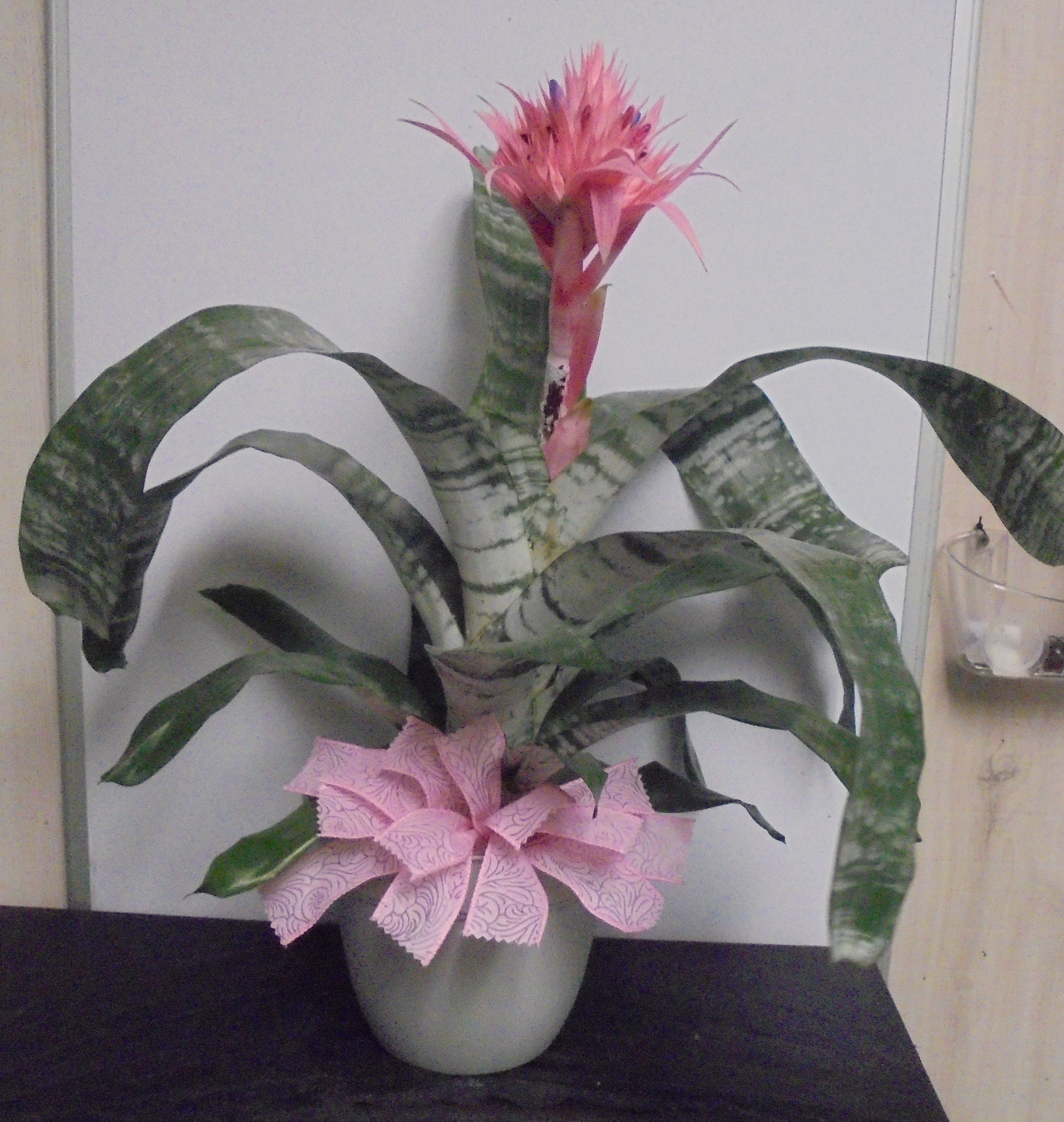 (19) "Pink" Bromeliad Plant
$65.00