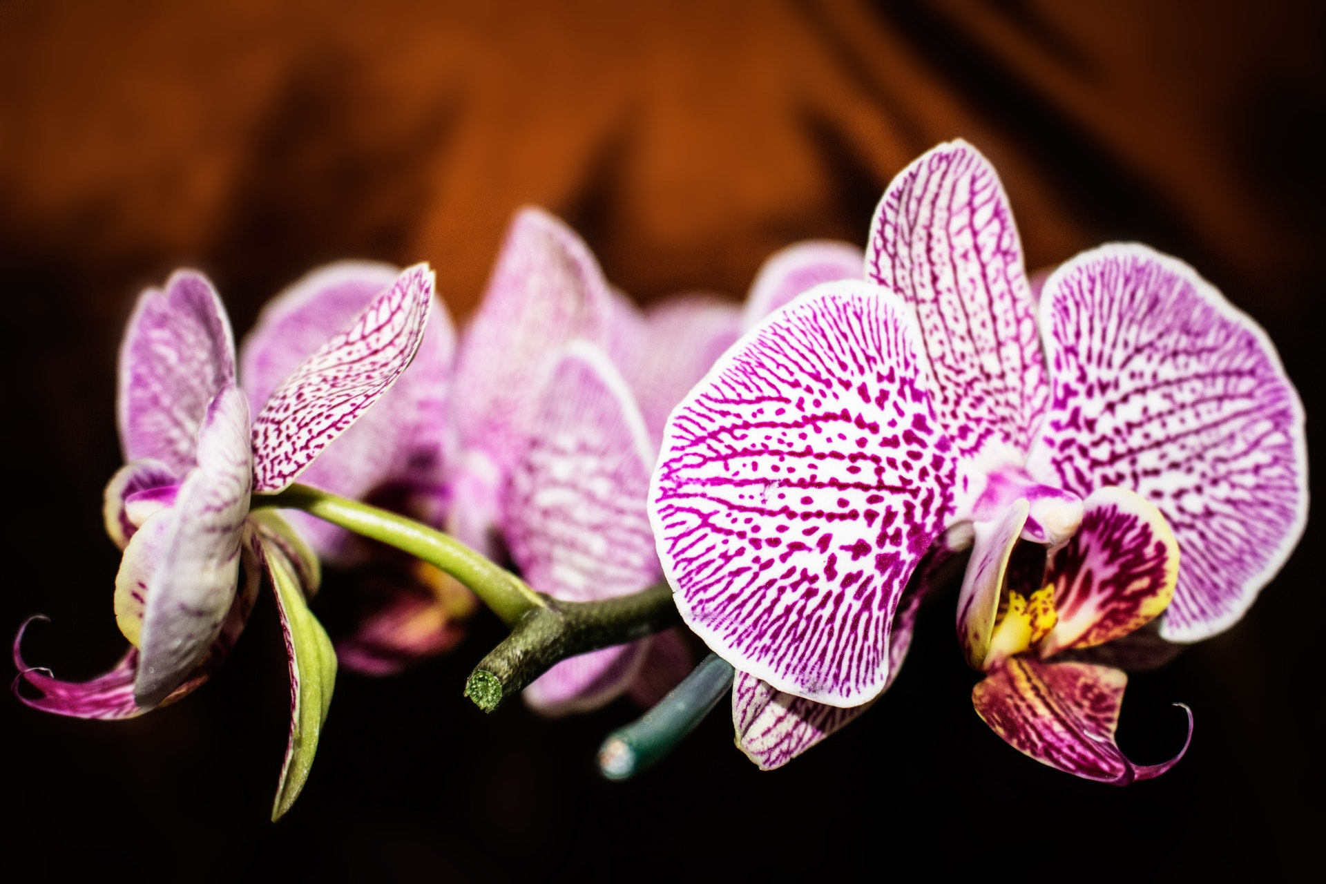 https://0201.nccdn.net/1_2/000/000/13a/1a8/purple-and-white-moth-orchid-flowers-in-selective-focus-1621168-1920x1280.jpg