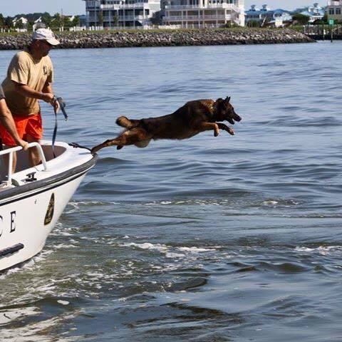 Dog Jumping Off a Boat