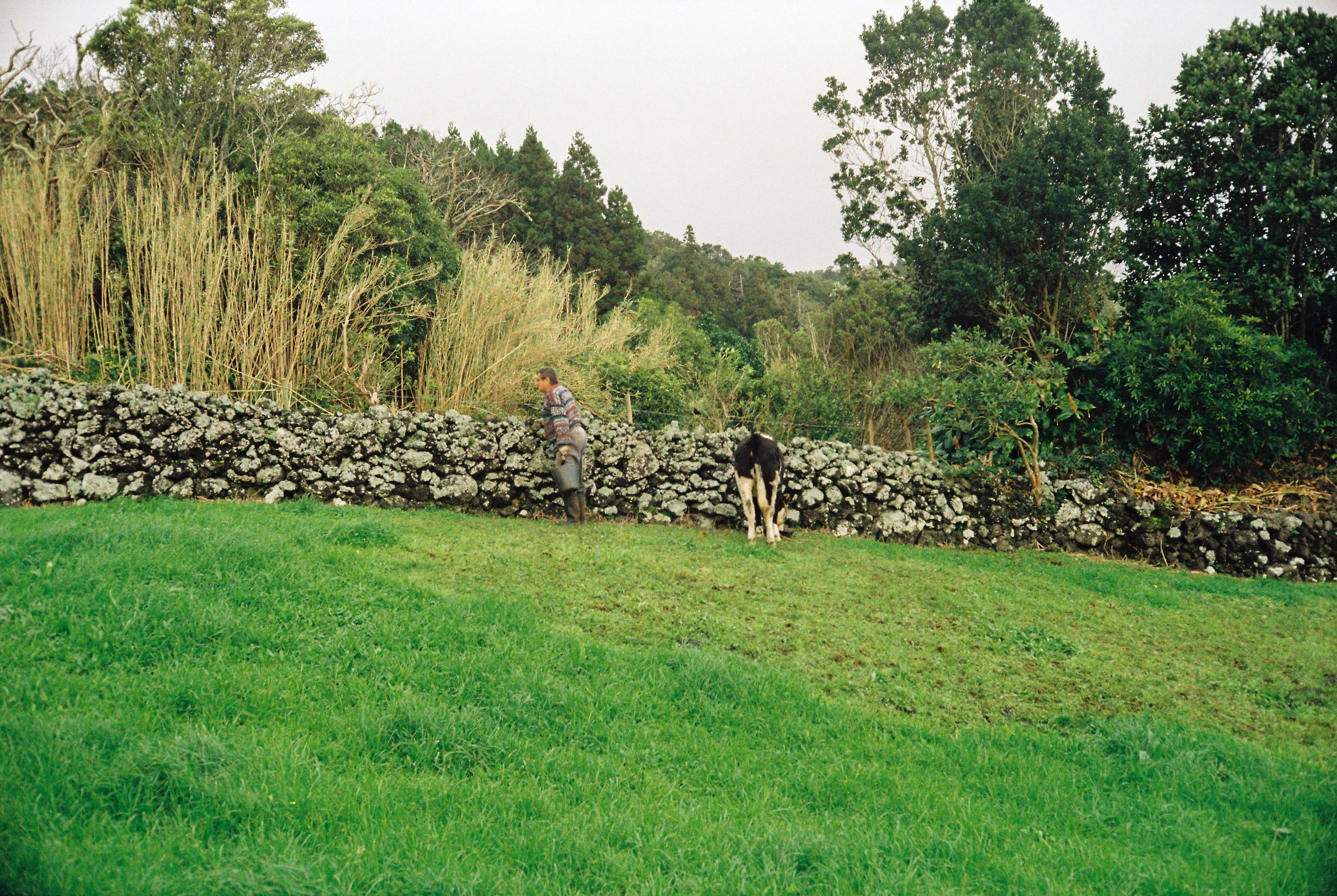 una persona caminando un perro en un campo de césped