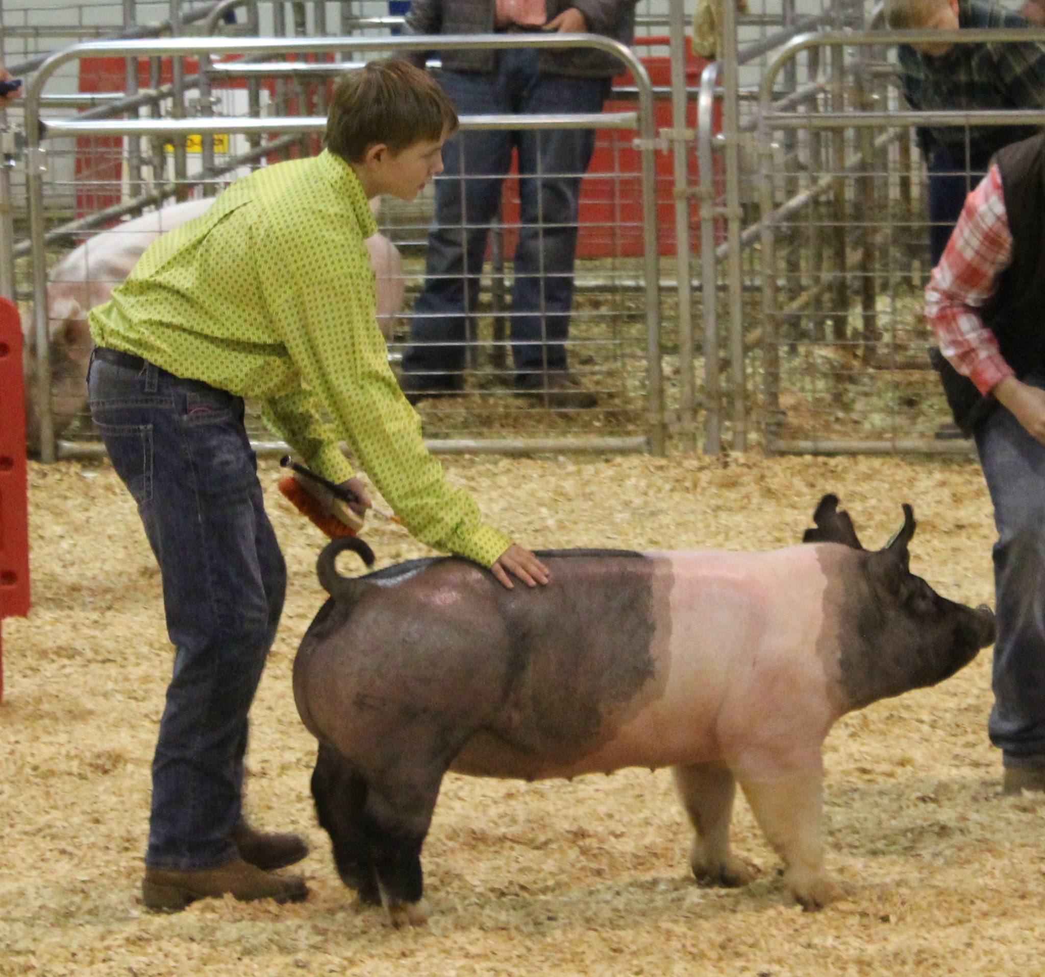 Will Derryberry: 
3rd in Class
2016 TN State Market Hog Show