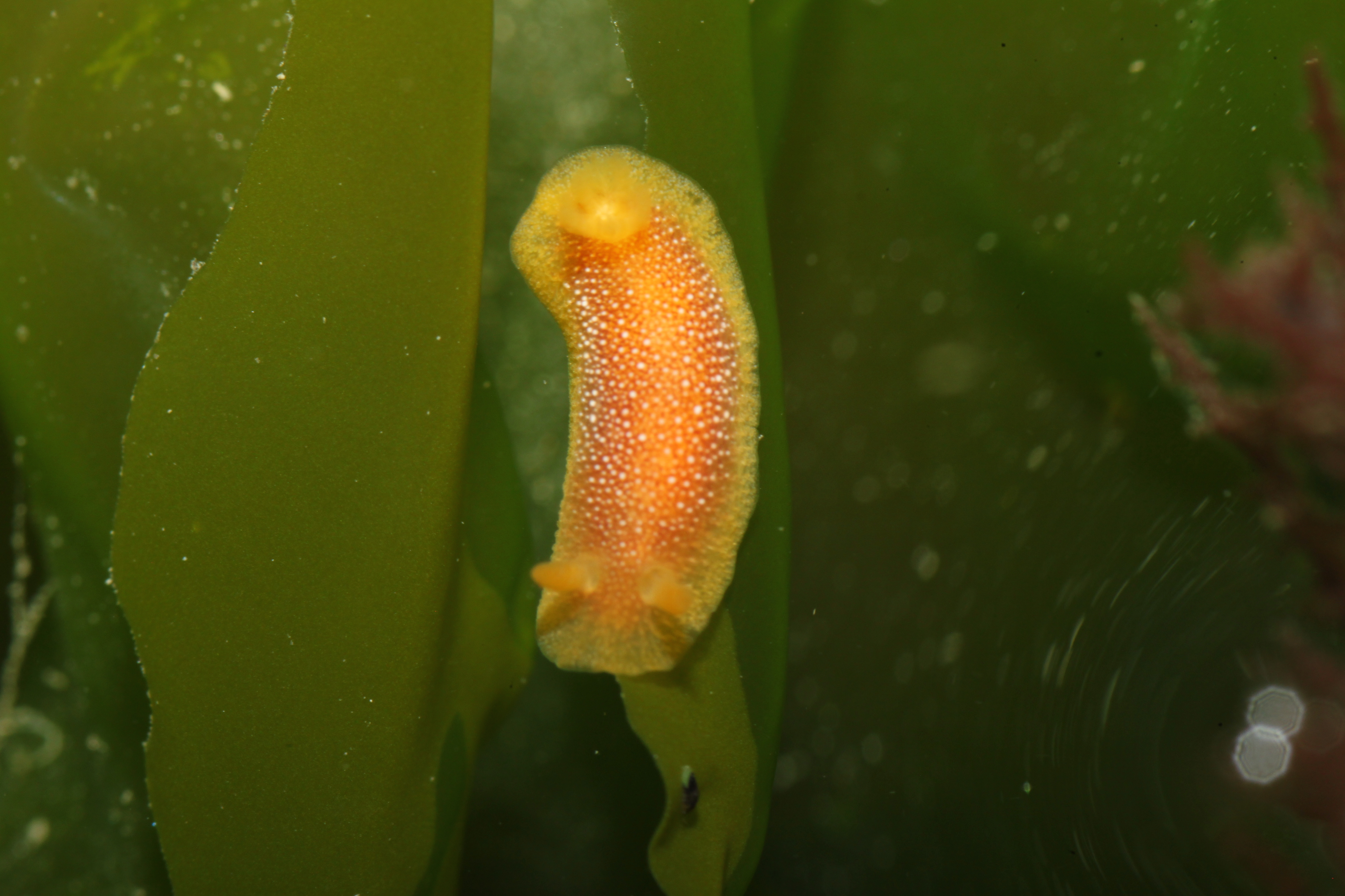 Dorid (Doriopsilla sp.)