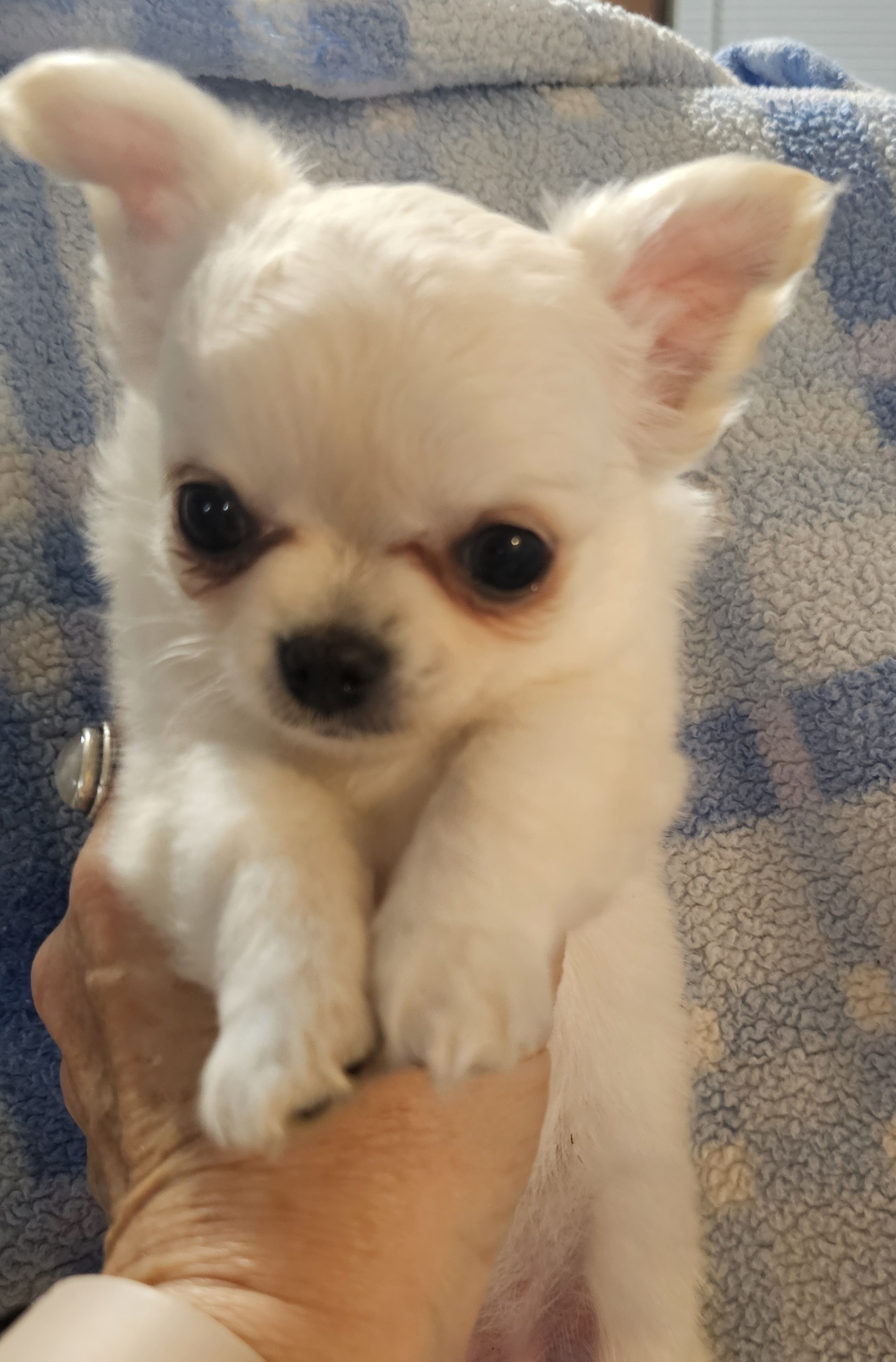 Male Long Coat - Companion or Show Home