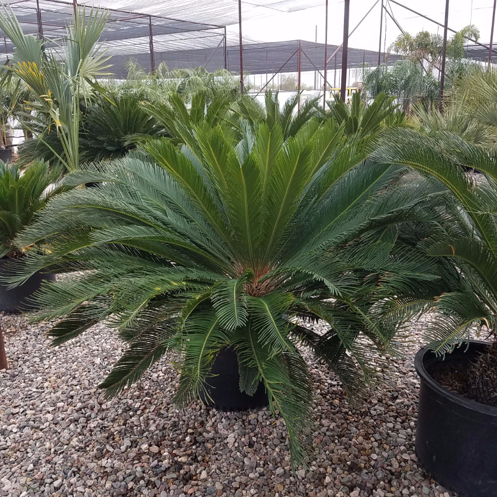 Pacific Palms Nursery Home