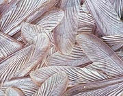 Discarded termite wings