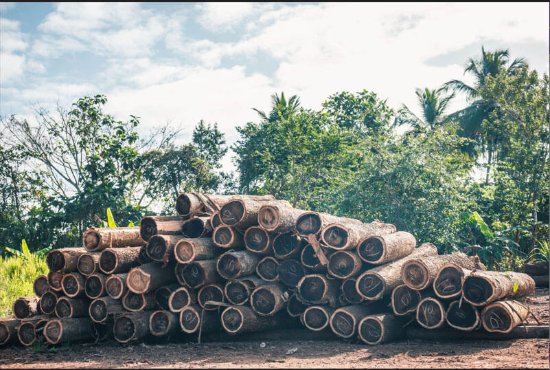 Silvainvest Dominicana SRL -  MADERAS