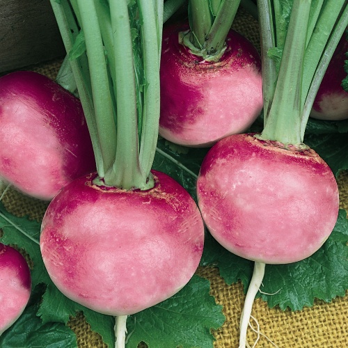 Pink Beauty Pink Beauty