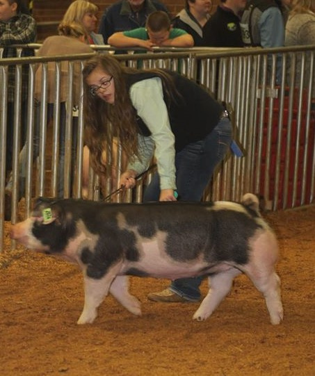 Emily Cline
2019 Tennessee Eastern Region Show
Champion Spot Gilt