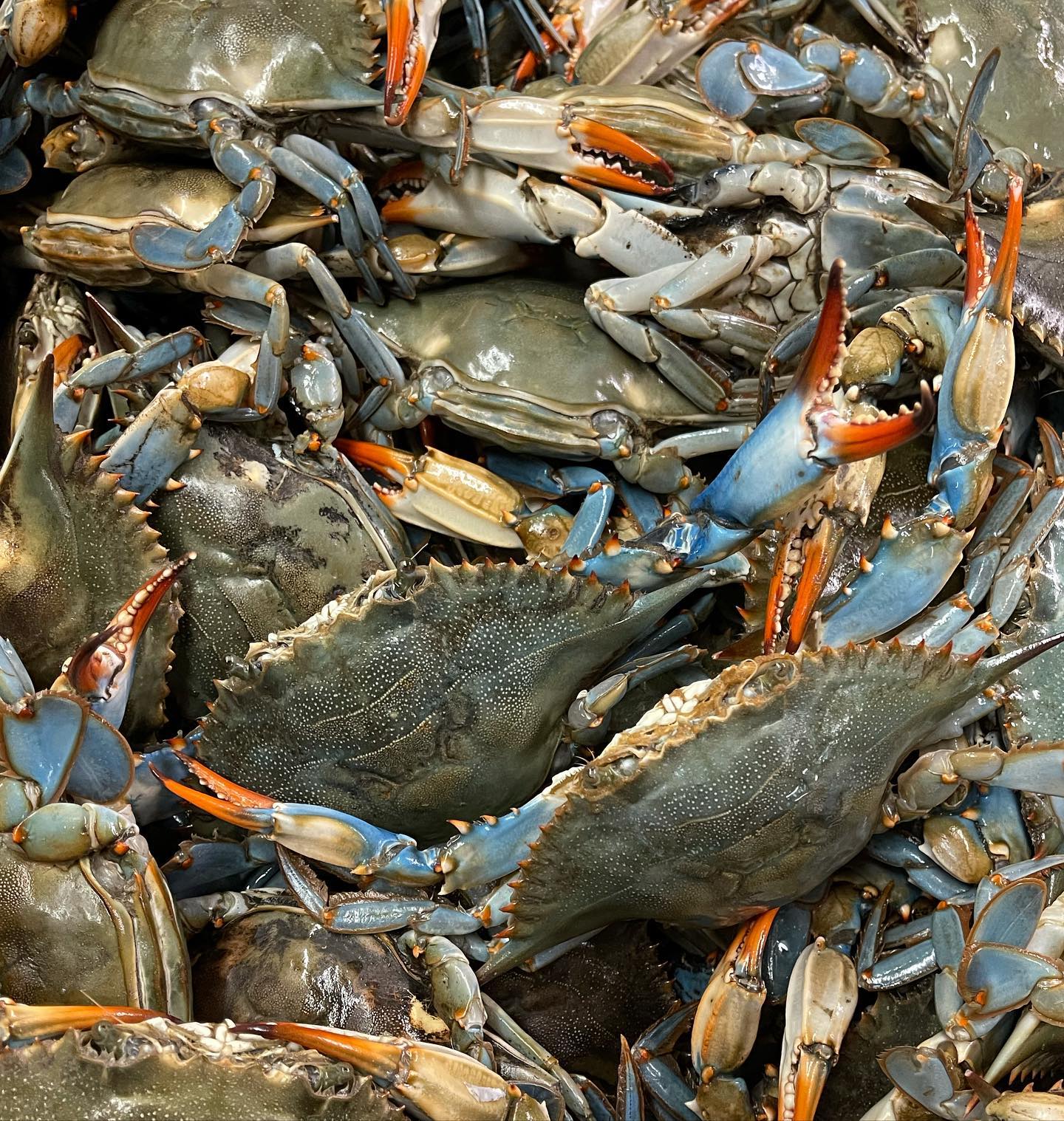 https://0201.nccdn.net/1_2/000/000/13c/cf8/blue-crabs.jpg