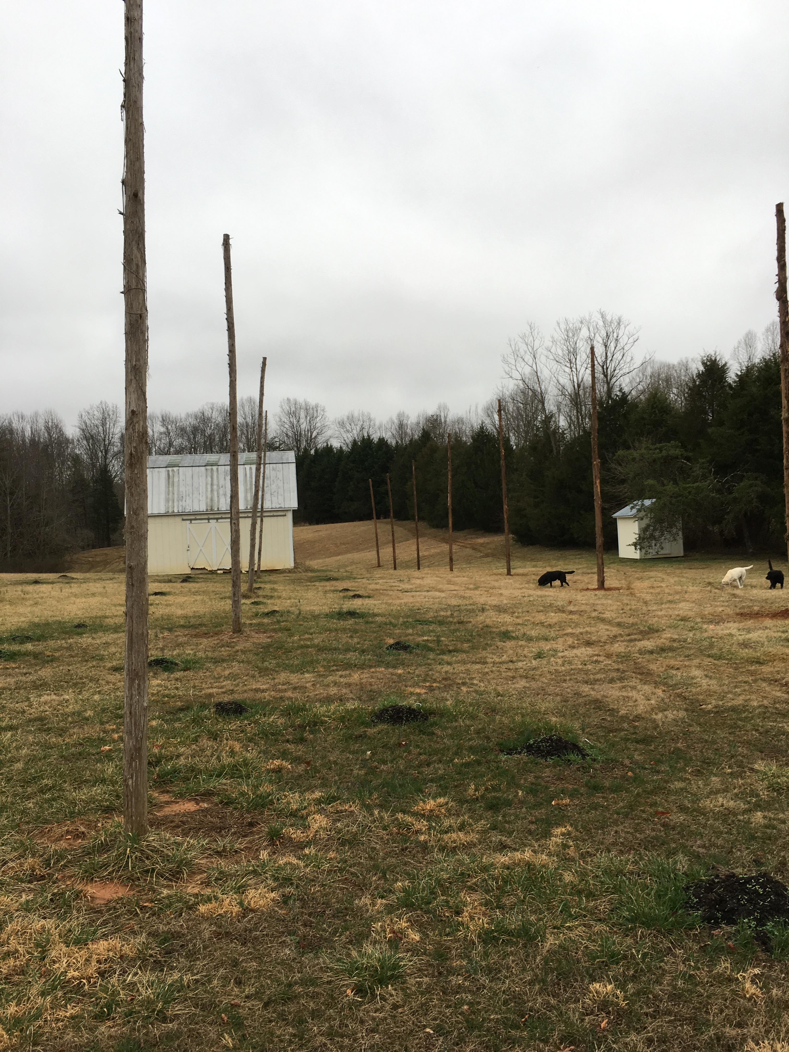 Hop Yard - early Spring 2018