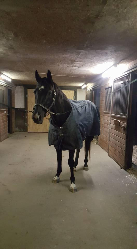 Chase: Sporting his new blanket after joining the Positive Way Family!