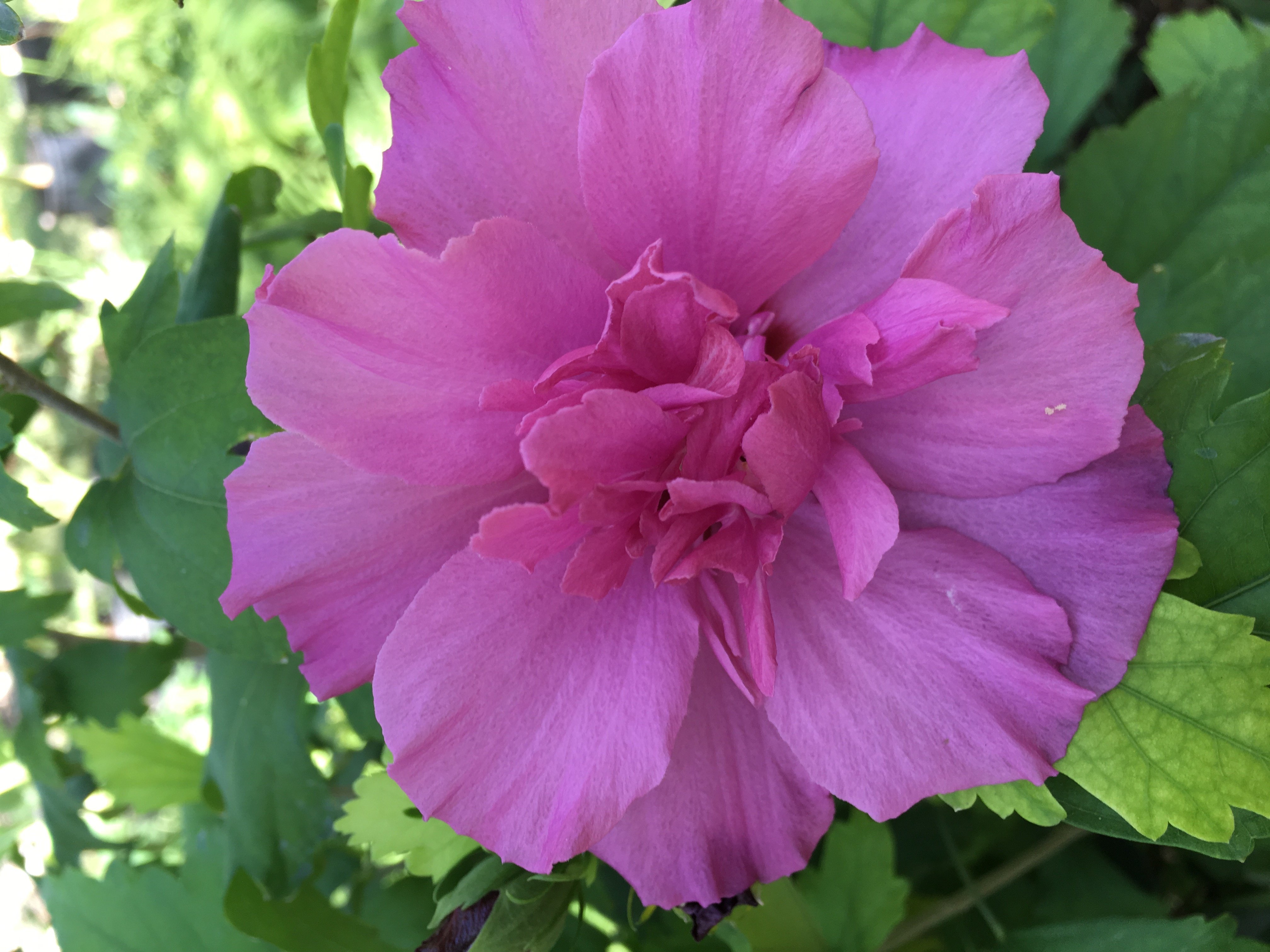 Lavender Double Rose of Sharon