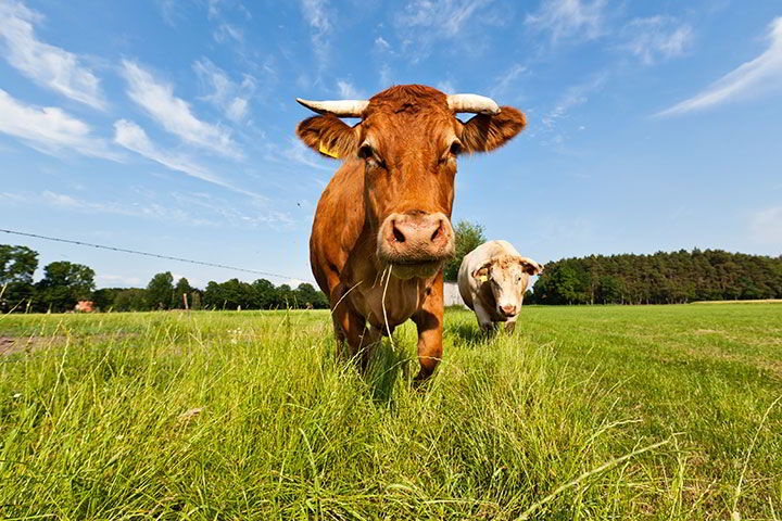 Forrajes de Ruiz - Alimento balanceado para animales
