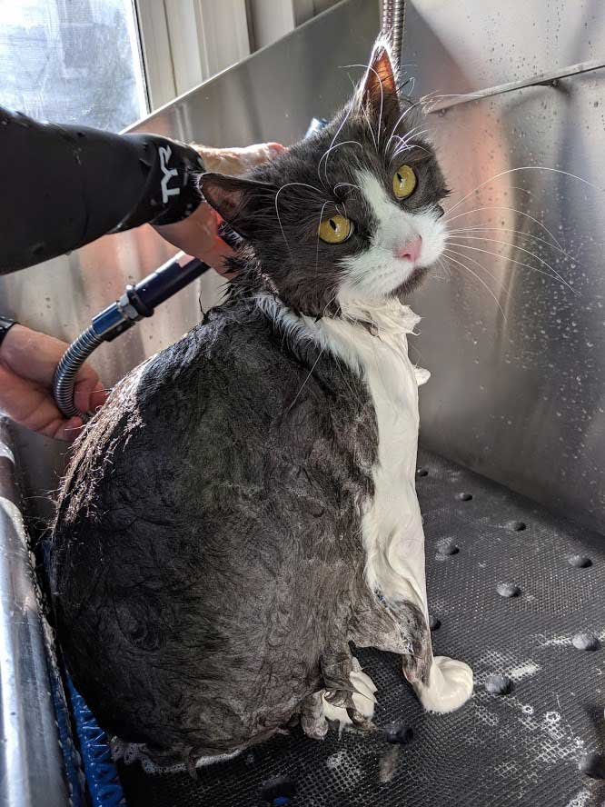 Cat Bath 3