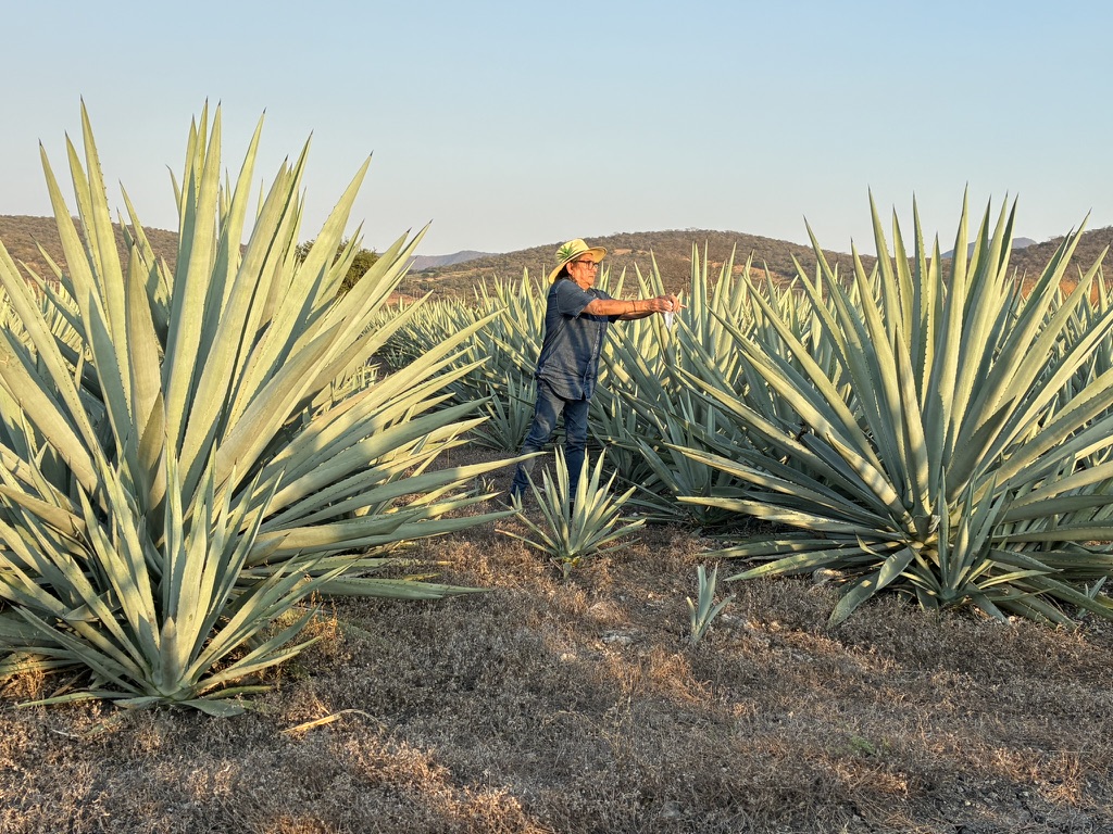 Nuestros magueyes espadín