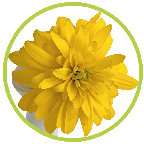 SPECIAL FLOWERS - Gerberas