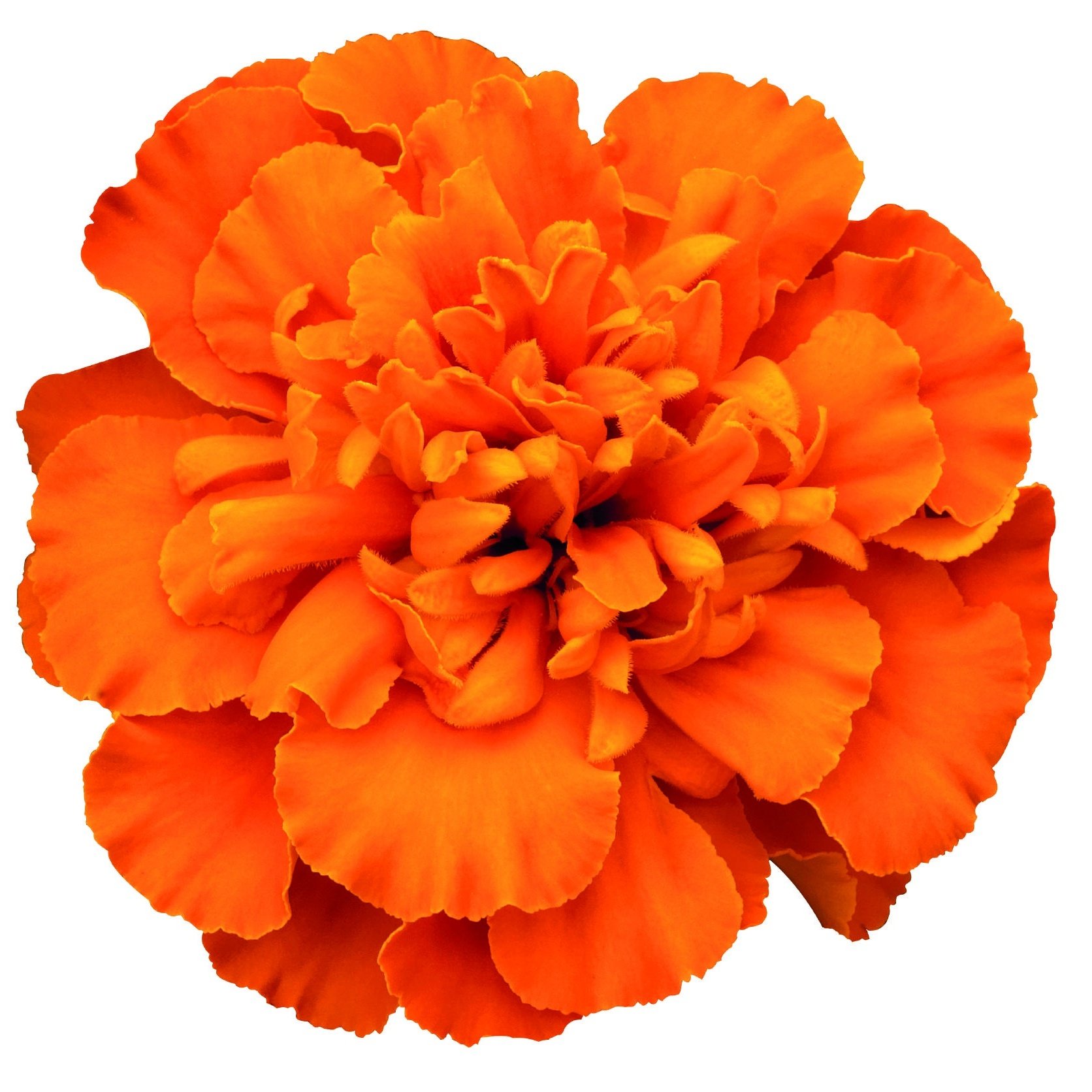 Marigold French, Super Hero™ Deep Orange 