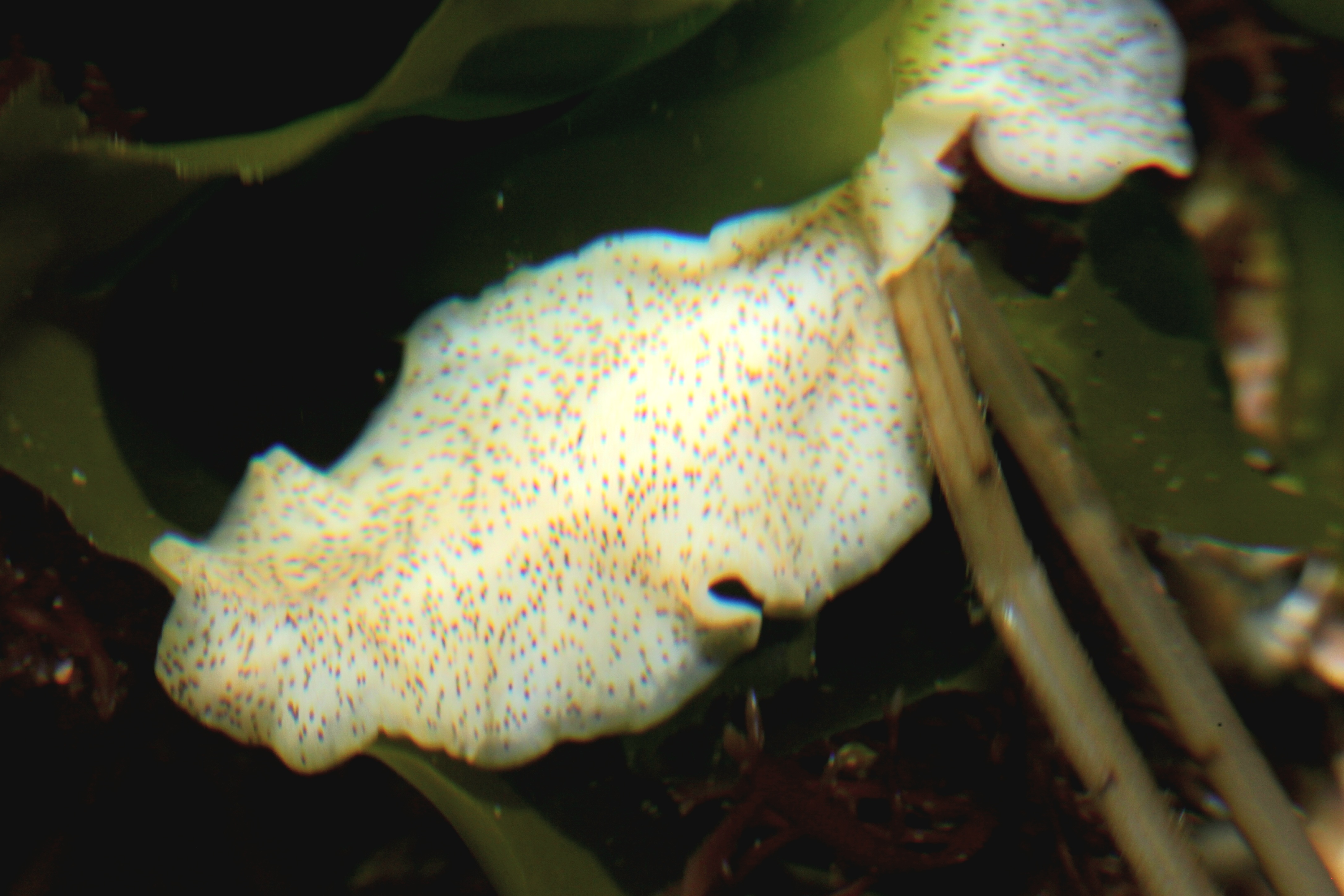 Polyclad flatworm ( Enchiridium punctatum)