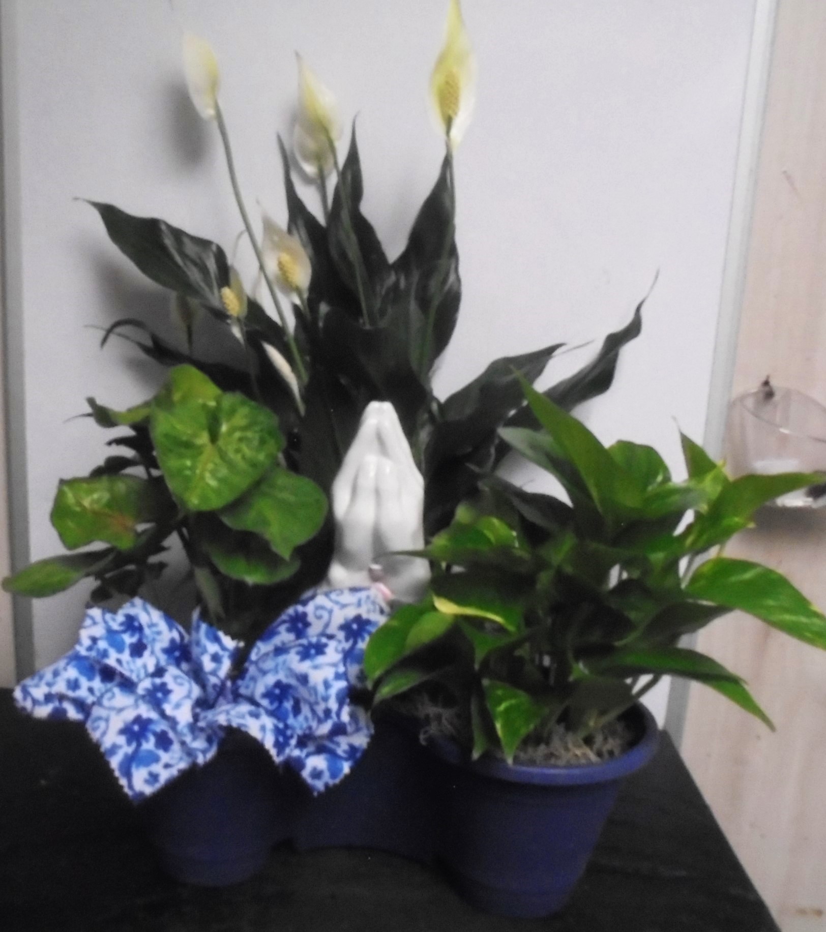 (SORRY SOLD!!)
(2C)  "Three" Plant Combo
W/ Praying Hands
$60.00